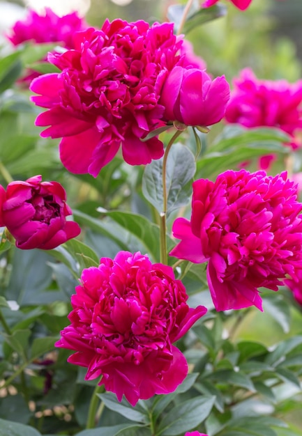 Magenta peony flower head in garden with green