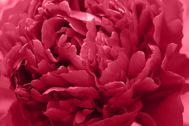 Magenta peony flowercloseup with selective focus and dark blurred background color viva magenta