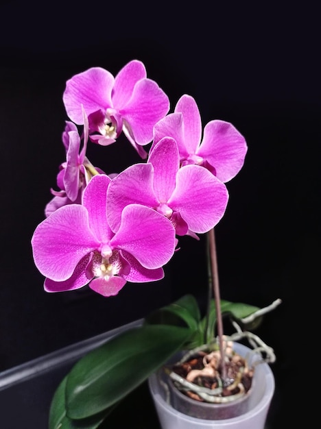 Magenta phalaenopsis orchid on black background