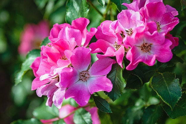 Magenta pink garden roses in summer garden