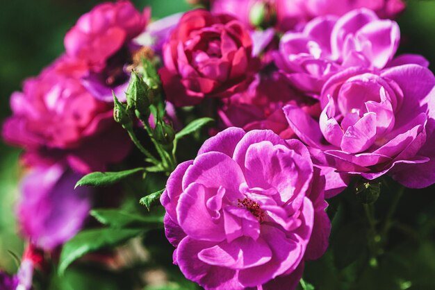 Magenta pink roses in summer rose garden closeup