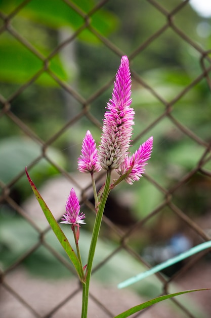 Пурпурный змеиный цветок