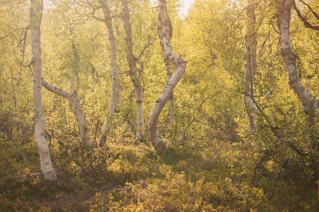 Magic forest at dawn, Norway.