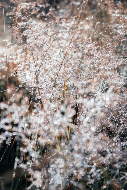 Magic forest and dew drops on grass with bokeh