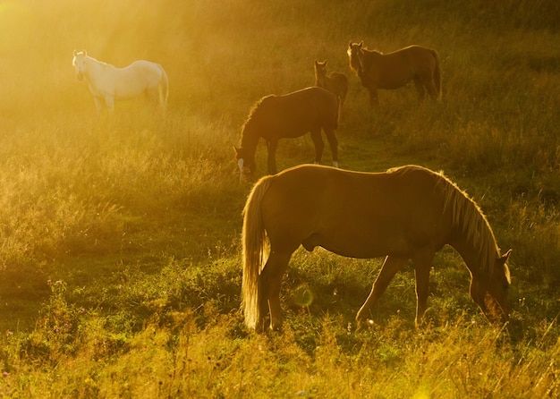 Magic herd