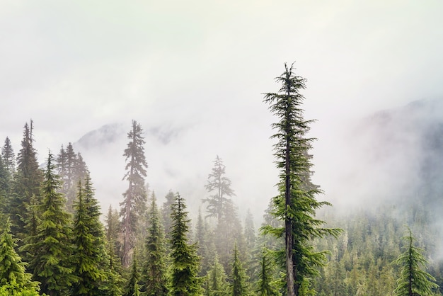 Foresta nebbiosa magica. bellissimi paesaggi naturali.