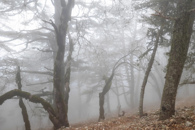 Magic misty forest Beautiful natural landscapes