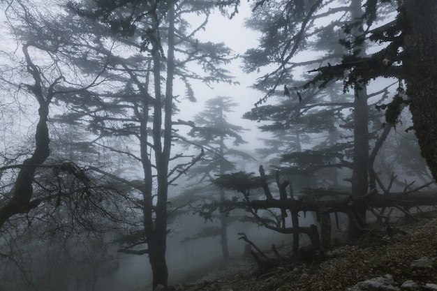Photo magic misty forest