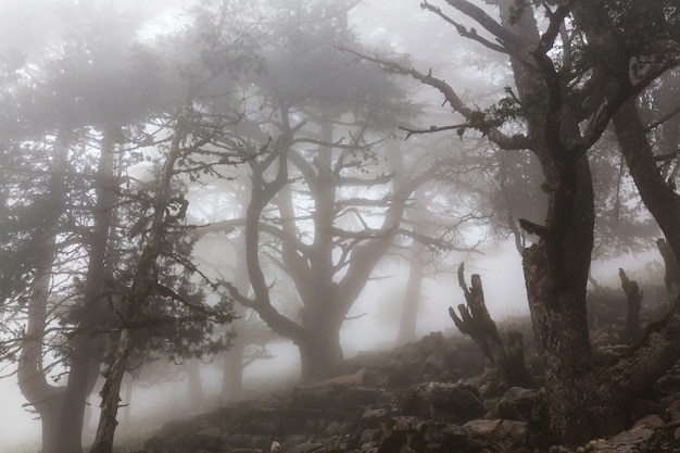 Magic misty forest