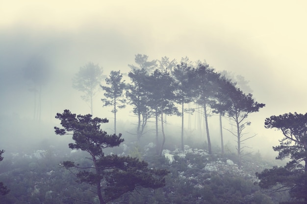 Foto magica foresta nebbiosa