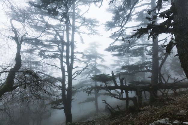 魔法の霧の森