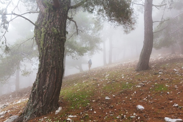 Magic misty forest