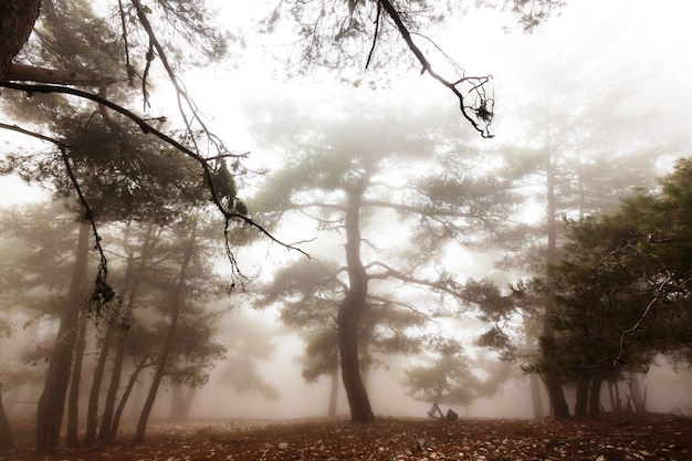 Foto magica foresta nebbiosa