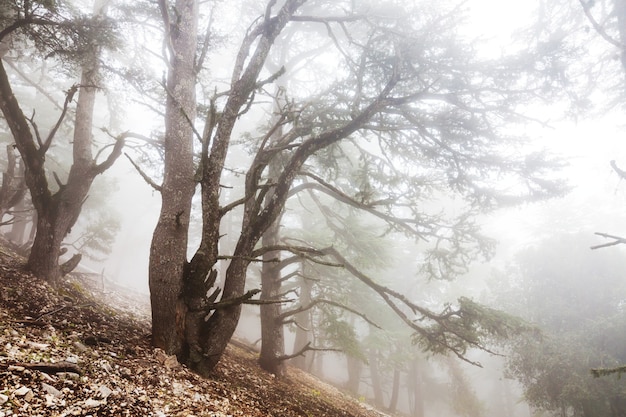 Magic misty forest