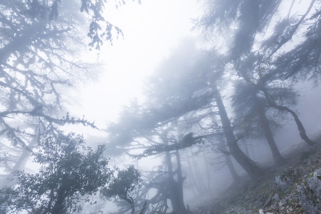 魔法の霧の森