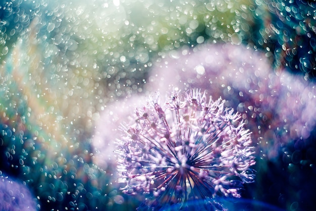 Immagine magica bellissimi fiori viola insoliti nei raggi di luce dell'arcobaleno nello spray e gocce d'acqua.