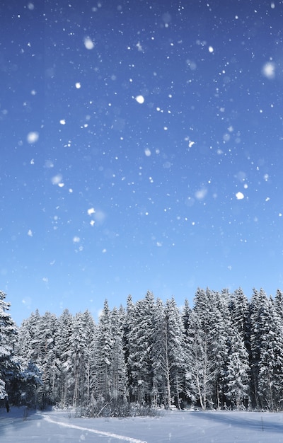 Magic pine forest in winter season in snow storm