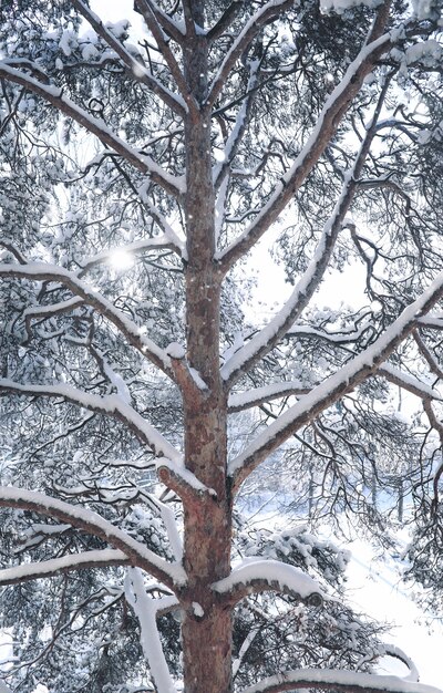 Волшебный сосновый лес в зимний сезон в снежную бурю
