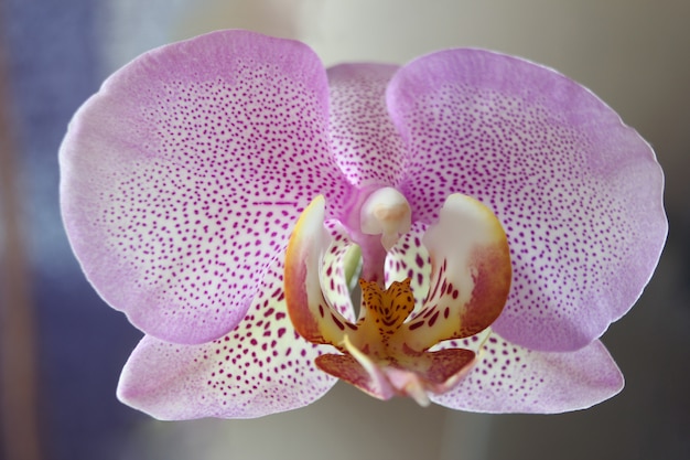 Foto fine viola magica del fiore dell'orchidea in su