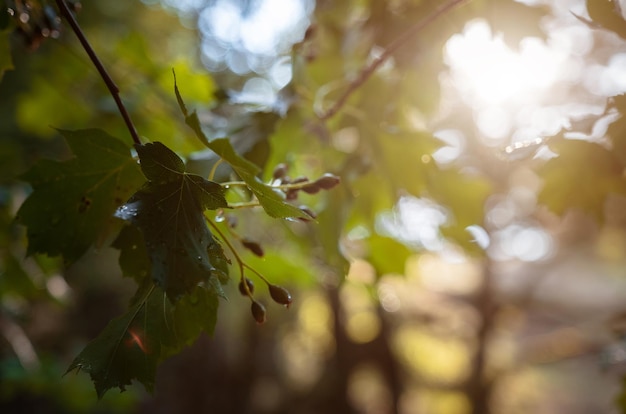 The magic of the summer forest at sunset