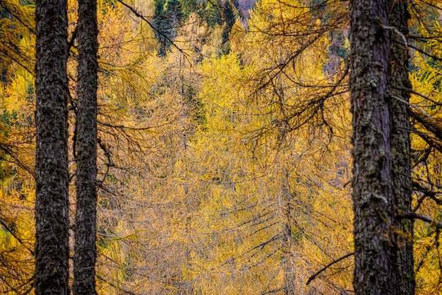 Magic view of yellow larch tree branches in autumn season