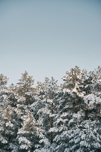 Magic of the winter forest no people in the snowcovered\
countryside woods