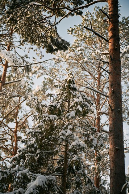 冬の森の魔法 雪に覆われた田舎の森に人はいない