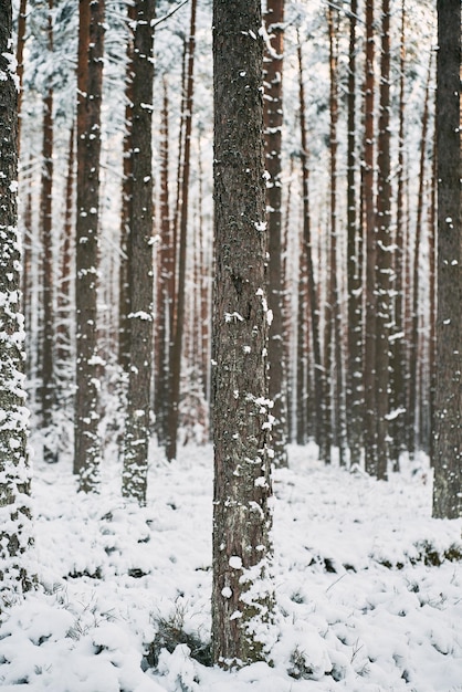 Magic of the winter forest no people in the snowcovered\
countryside woods