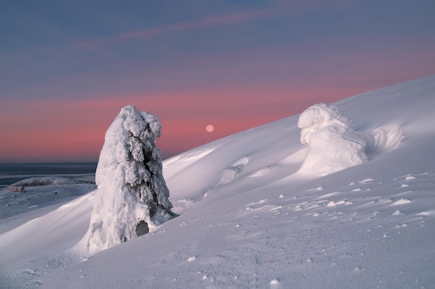 モミの木の不思議な奇妙なシルエットは、紫色の夜明けの背景に雪で覆われています北極の過酷な自然冬の山の神秘的なおとぎ話山腹の雪に覆われたクリスマスのモミ