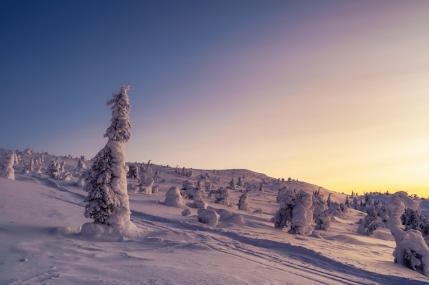 モミの木の魔法の奇妙なシルエットは雪で覆われています 冬の斜面の夜明け前の朝 美しい北極の夕日 夜明けの風光明媚なカラフルな空 日の出の素晴らしい景色 明るい空の