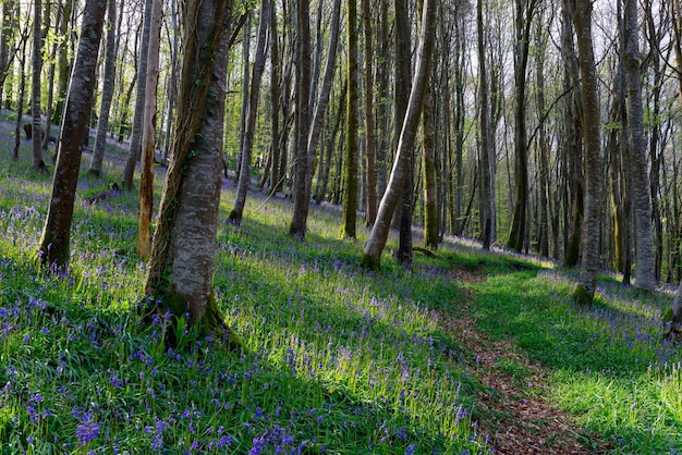 Magical Bluebell Woods