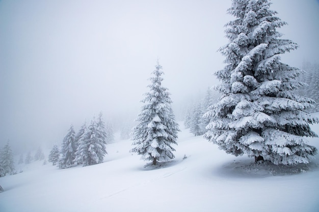 雪に覆われたモミの木がある魔法の凍った冬の風景