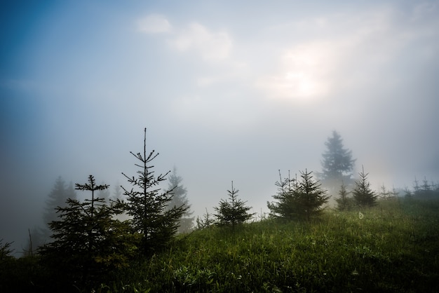 Magical mesmerizing landscape of young fir trees growing on green hills among dense fog