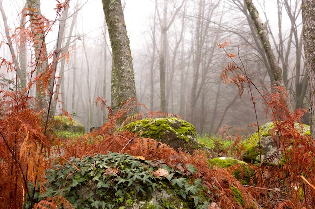 Magical and mysterious forest orange ferns stones with green moss oaks and vines in the mist
