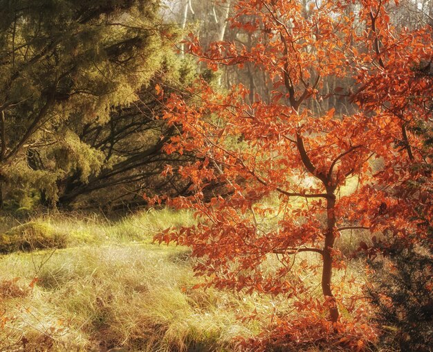 Magical and secluded forest in autumn A mysterious paradise in a quiet and secret part of nature Trees bushes and foliage thriving and growing in a brightly lit woods during the fall season