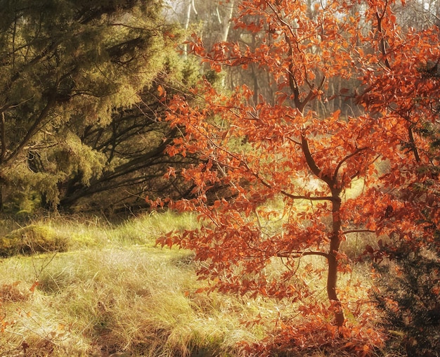秋の不思議で人里離れた森自然の静かで秘密の部分にある不思議な楽園秋の季節に明るく照らされた森の中で木々の茂みや葉が繁栄し、成長します
