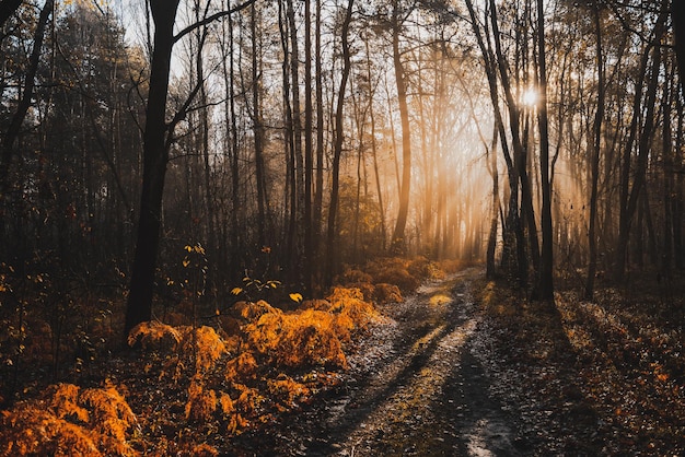 Magical Sunlight in Autumnal Forest at Misty Morning