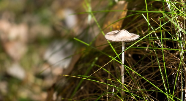 Foto fungo sottile magico nell'erba nella foresta