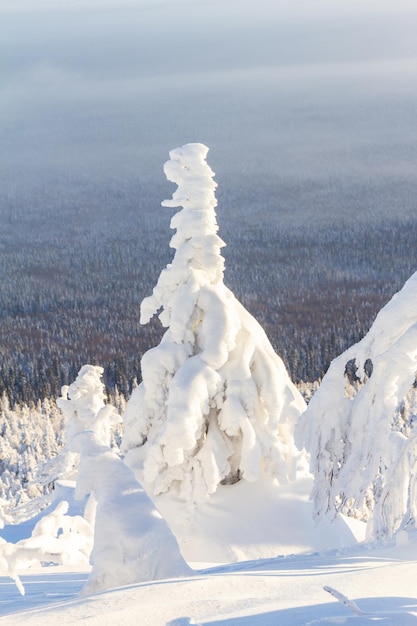 Foto una vista magica dall'alto della montagna al bianco e soffice paesaggio invernale coperto di neve di abete con