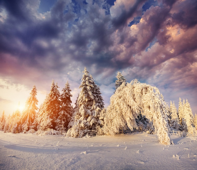 魔法の冬の雪に覆われた木。カルパティア山脈の夕日。ウクライナ