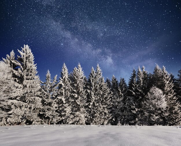 magical-winter-snow-covered-