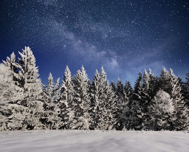 magical winter snow covered tree. Winter landscape. Vibrant night sky with stars and nebula and galaxy. Deep sky astrophoto