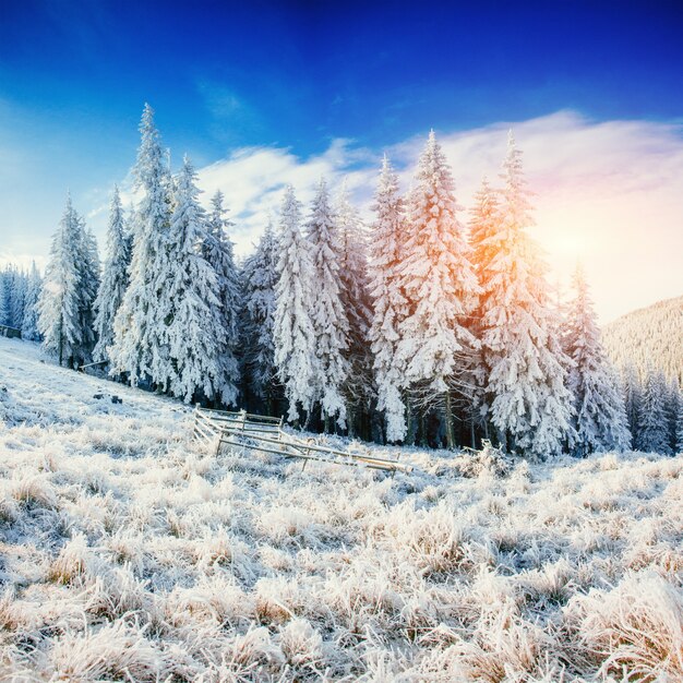 Magical winter snow covered tree