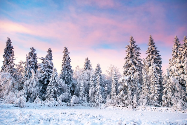 Magical winter snow covered tree