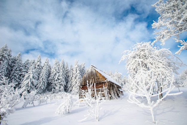 Magical winter snow covered tree