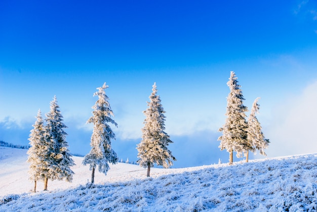 Magical winter snow covered tree