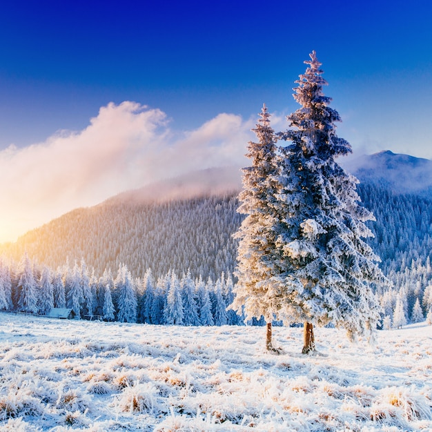 照片神奇的冬天雪覆盖树