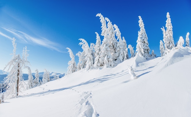 魔法の冬の雪に覆われた木