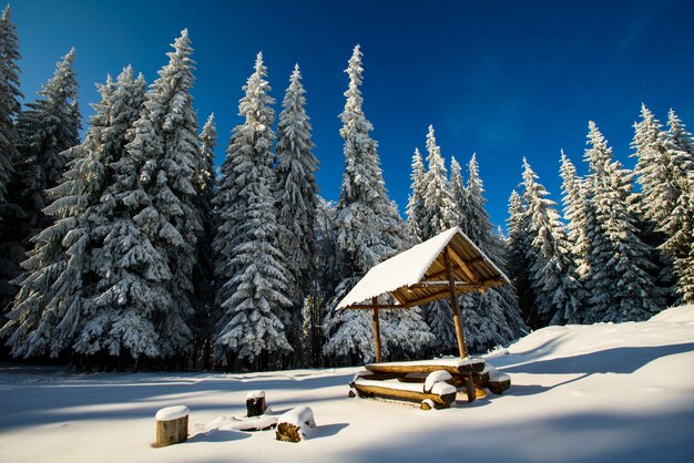 Magical winter snow covered tree