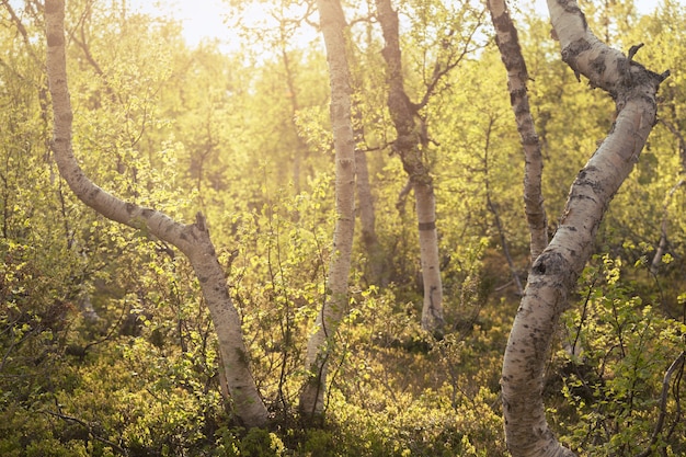 Magisch bos bij dageraad, Noorwegen.